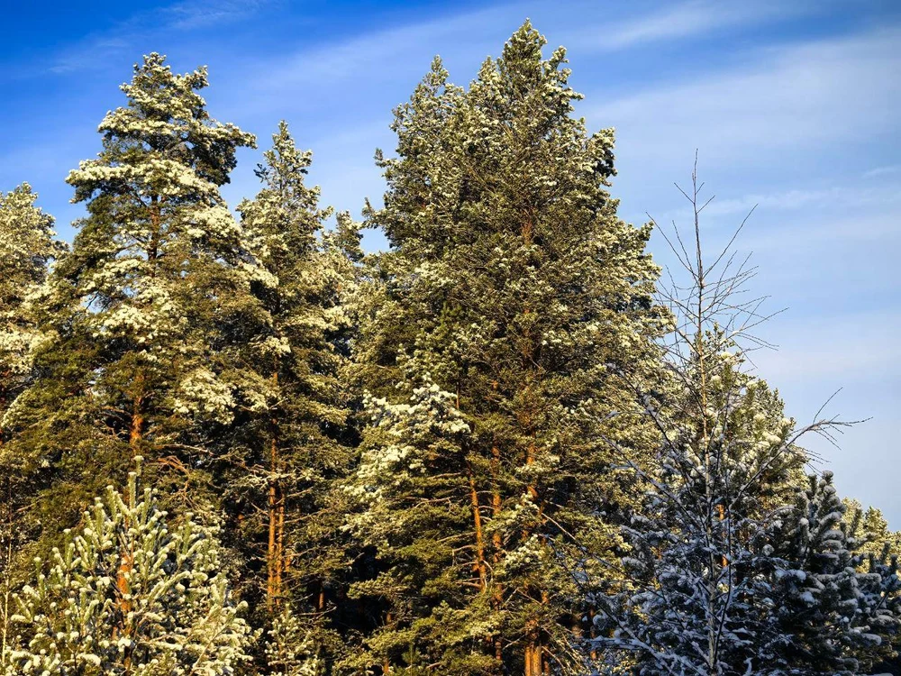 ЭКОПАРК
БОЛЬШАЯ РЫБА
