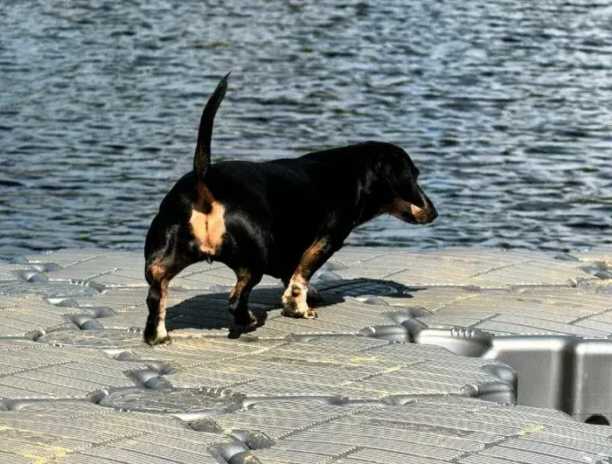 Проживание с животными
дополнительная услуга