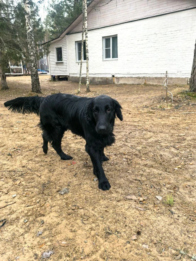 Проживание с животными
дополнительная услуга