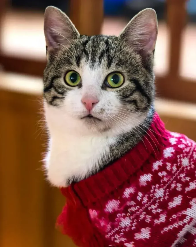 Проживание с животными
дополнительная услуга